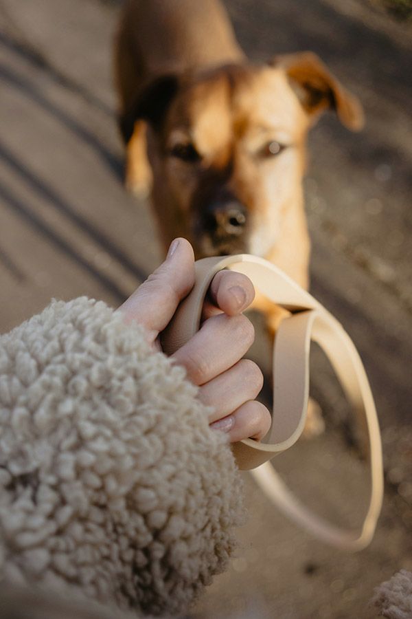 Promenades en forêt : vous êtes obligé de tenir votre chien en laisse jusqu’au 30 juin